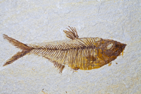 鱼骨化石鱼类图片