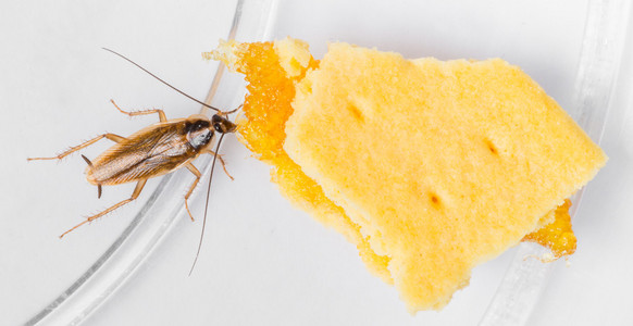 德国的翅膀德国小蠊德国小蠊照片