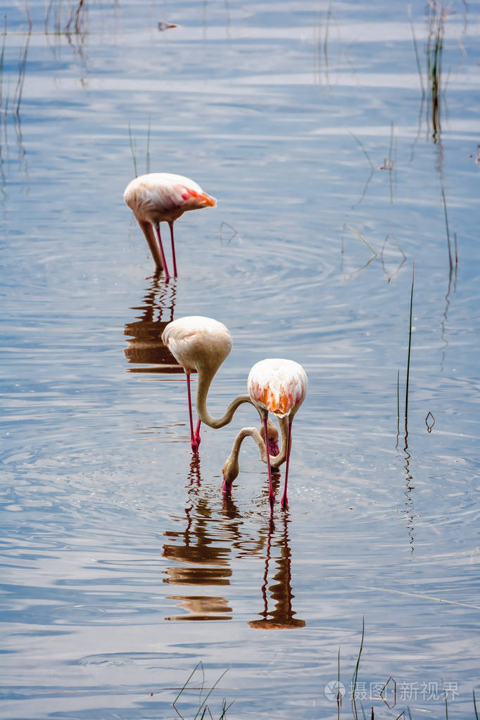 火烈鸟在水中.寻找甲壳类动物.nakuru, 肯尼亚
