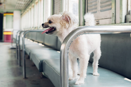 在火车上等待旅行的狗如此可爱