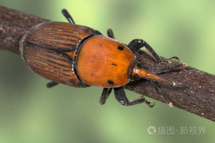 棕榈象甲入侵为害这只甲虫已经扩散到全球各地并在许多地方造成棕榈树