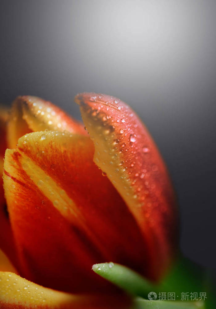 在深色渐变背景上的宏郁金香花3月8日本卡