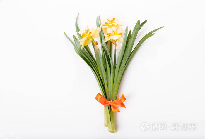 春天花边框 漂亮的新鲜水仙鲜花 孤立在白色背景。选择性的焦点