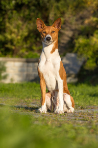 小狩猎狗品种犬