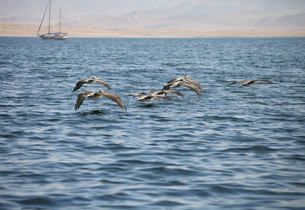 褐色鹈鹕, Pelecanus 蓟, 帕拉卡斯秘鲁