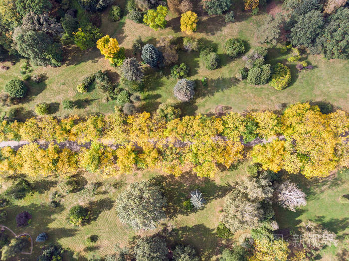 在秋季公园的树木和步行路径的空中俯视图多彩的自然背景