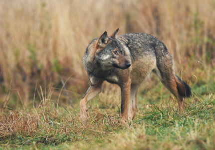 野生灰狼在自然栖息地