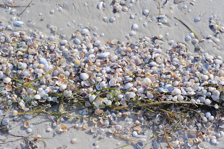 贝壳和藻类