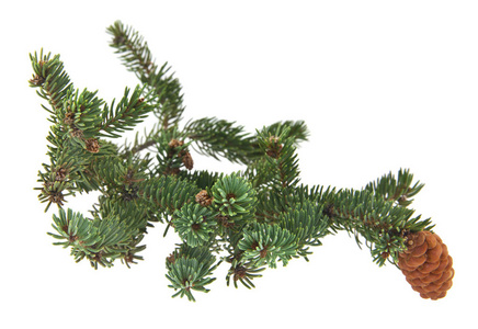圣诞树绿枝与白色背景下的锥体分离