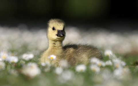 加拿大鹅，branta 黄花