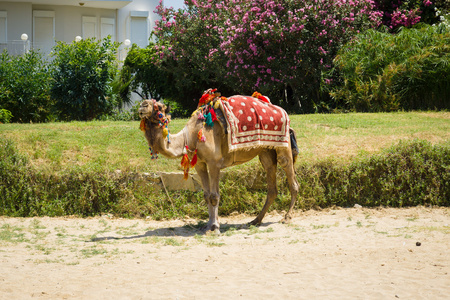 在海滩上的骆驼。土耳其