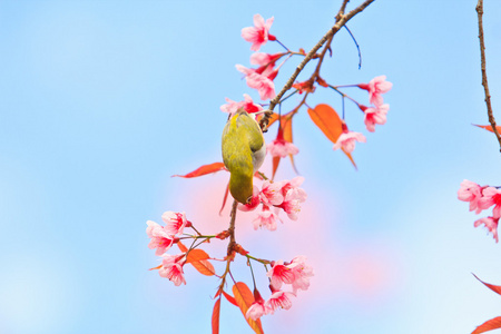 樱花与樱花绿绣眼鸟