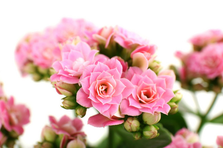 美丽的粉红色花朵特写