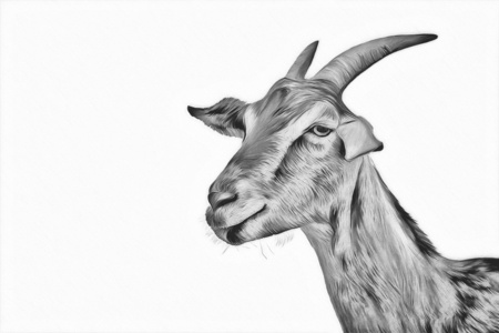 绘图山羊, 肖像照片