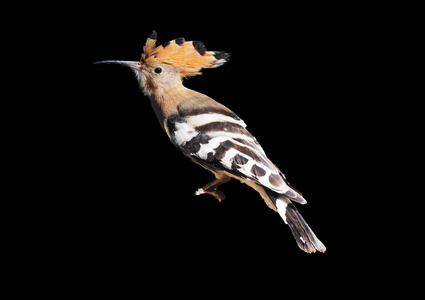 黑鸟 Hoopoe