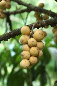 龙龚水果在水果 garden.thailand 棵树上