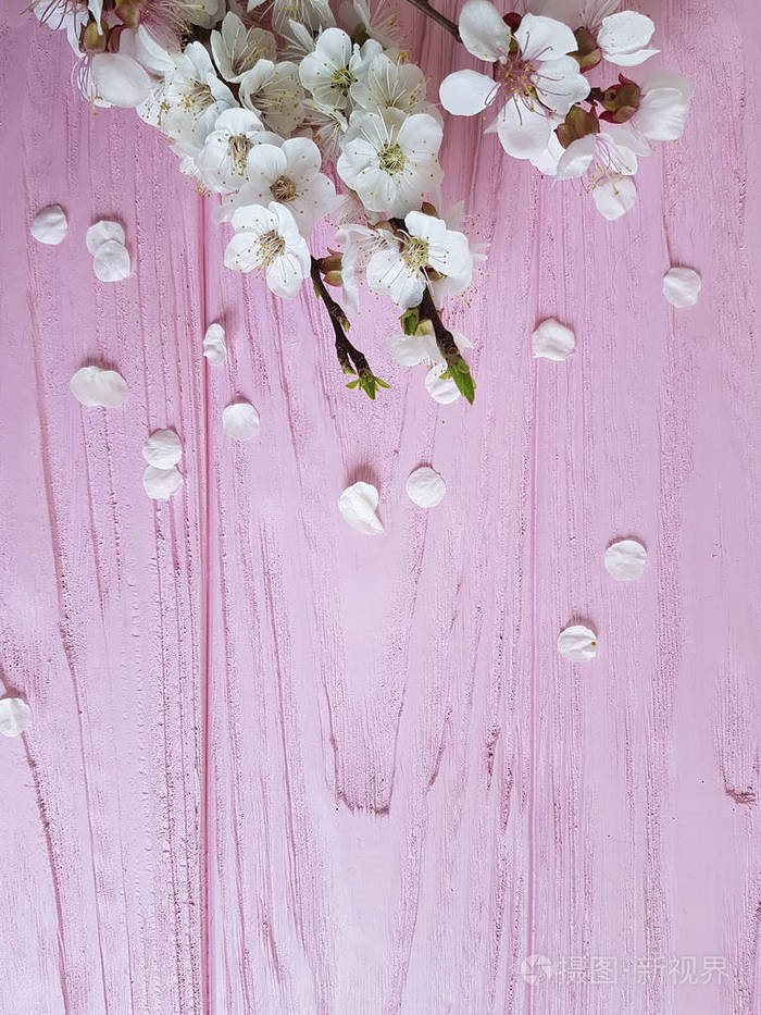 樱桃花枝在粉红色的木质背景上