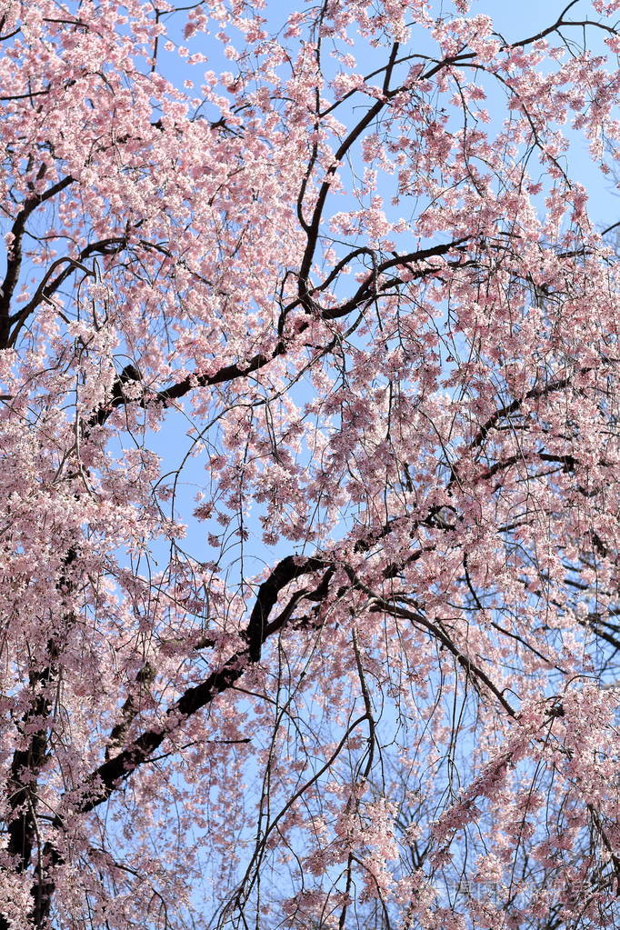 樱花在蓝蓝的天空下