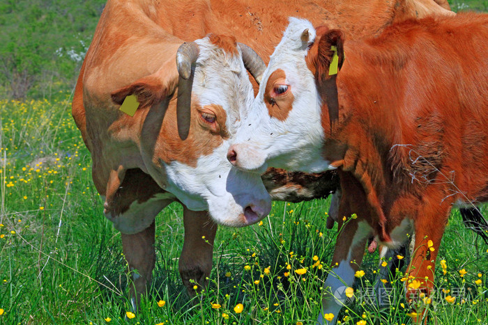 母亲在夏季牧场附近小牛