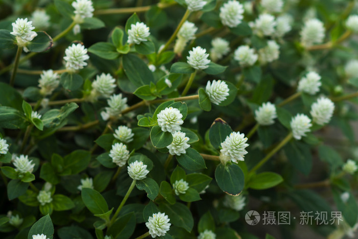 白花草的图片和功效图片