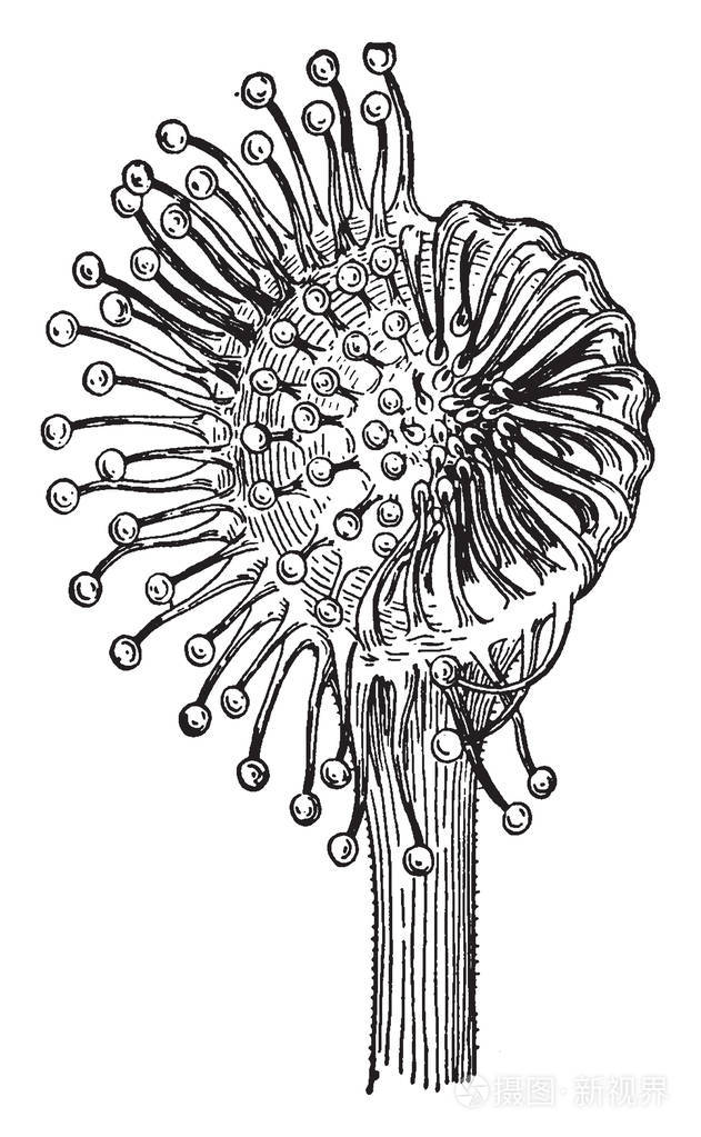 图片显示毛毡苔植物叶.这是从刺激内折的触角的一半.