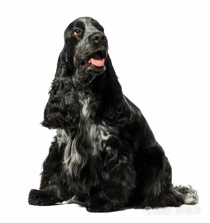 英语溺爱犬的狗上白色孤立照片 正版商用图片07nucf 摄图新视界