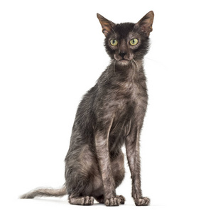 Lykoi 猫, 也叫狼人猫反对白色背景