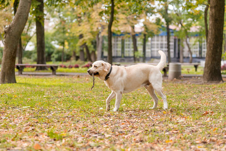 拉布拉多猎犬在秋季在公园散步。狗在棍子后面奔跑。