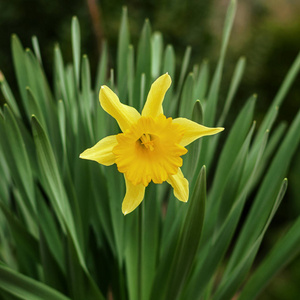 一束黄色水仙花花或水仙, 在绿草杜