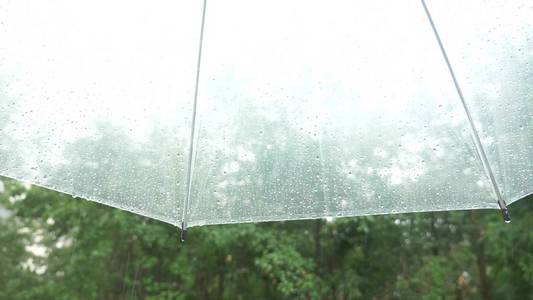 在透明的雨伞上的雨滴剪影, 在雨中的绿色树的伞下观看