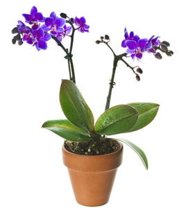 炫彩绿色兰花花卉图片