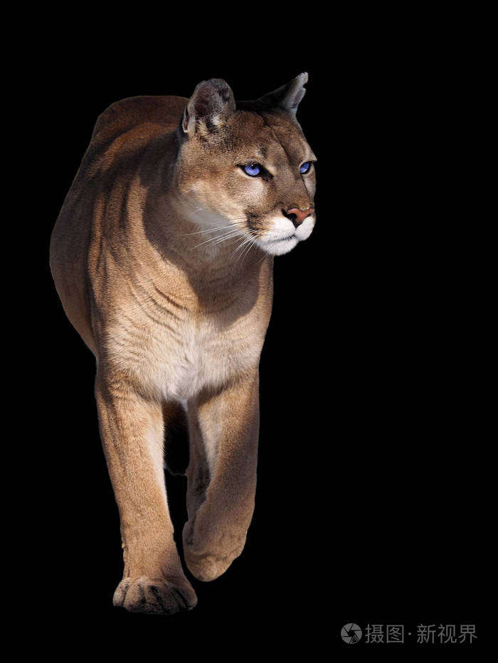 美洲狮走在相机孤立的黑色