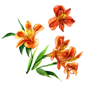 水彩 Alstroemeria 在白色背景被隔绝。植物学插画