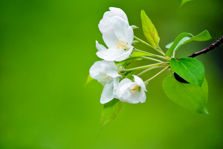 朵朵白花树午餐的照片
