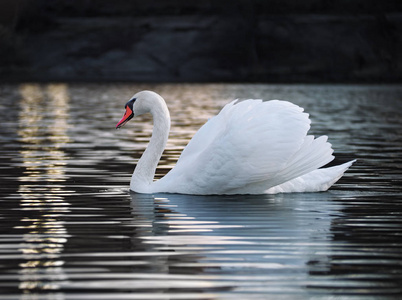 白色天鹅摆在湖边年轻美丽