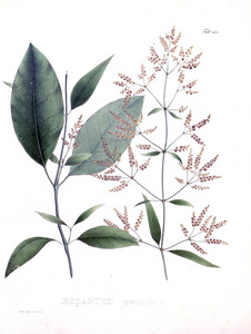 帕伦特的插图。 nova属及种植物