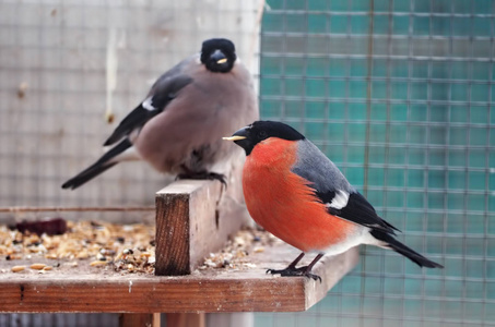 Bullfinch 和麻雀坐在喂食器与玉米喙