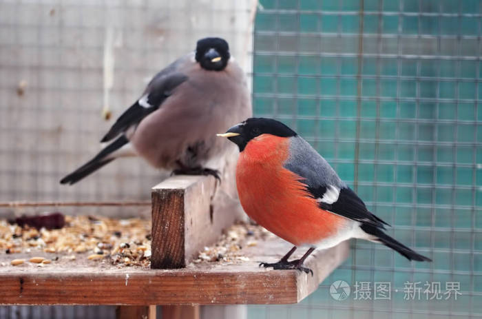 Bullfinch 和麻雀坐在喂食器与玉米喙