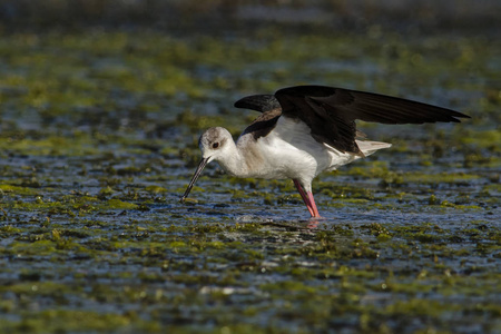 希腊克里特岛 Himantopus Himantopus 的黑翅高跷