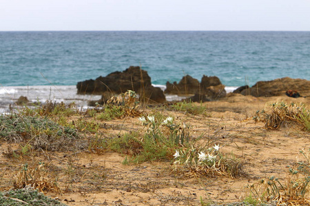 在以色列北部的地中海的荒芜的海岸