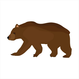 棕色的熊矢量