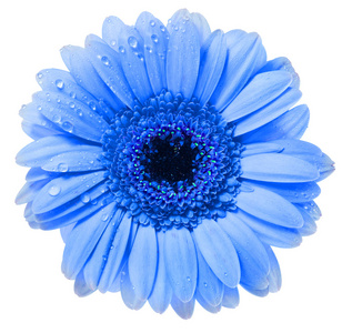 花菊图片 花菊素材 花菊插画 摄图新视界 花菊图片 花菊素材 花菊插画 摄图新视界