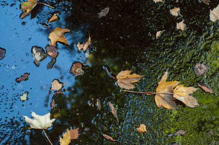 秋天枫叶在水水坑特写图片