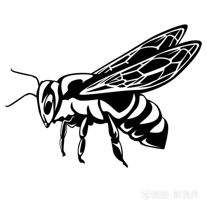 蜜蜂在白色隔离