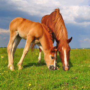 夏季牧场上的一匹母马与马驹