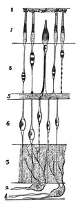 这个插图表示视网膜的结构, 复古线条画或雕刻插图