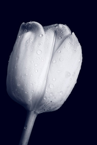 创意黑白照片一朵花
