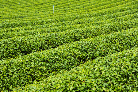 新鲜茶叶种植园erstv ajov plante