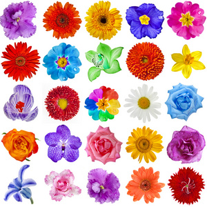 动漫百合胸情头彩色的花卉元首集合设置隔离上白色背景照片