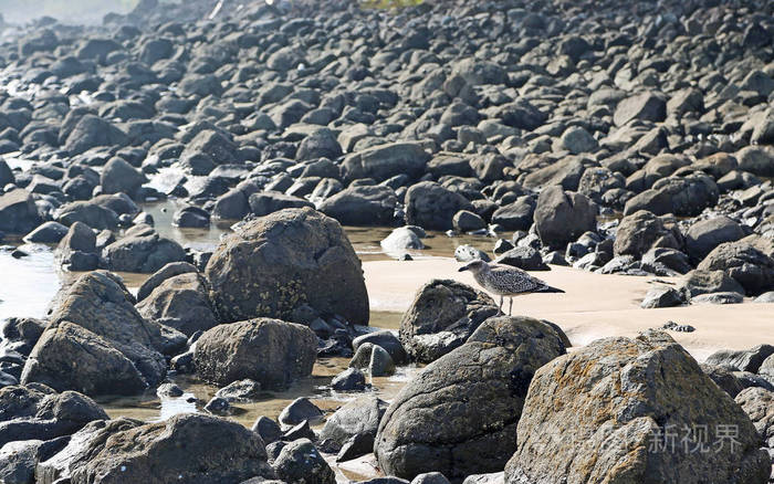 Dotterel 在岩石热水海滩科罗曼德半岛, 新西兰的东海岸